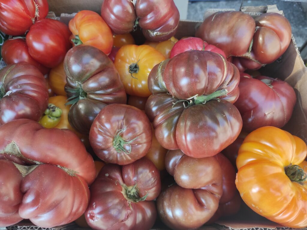 Tomate Ancienne Les Jardins D Eden