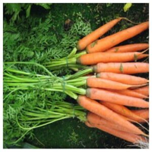 carottes fanes la botte 1 Les Jardins d'Eden Les Jardins d'Eden - Livraison de Fruits et Légumes à Marseille et Le Rove