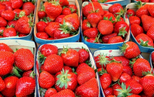 fraise bio en barquette 1024 1 product view Les Jardins d'Eden Fraises Gariguettes
