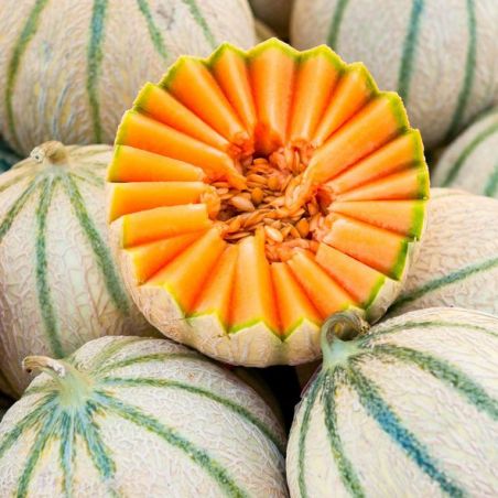 melon charentais cantaloup Les Jardins d'Eden Melon