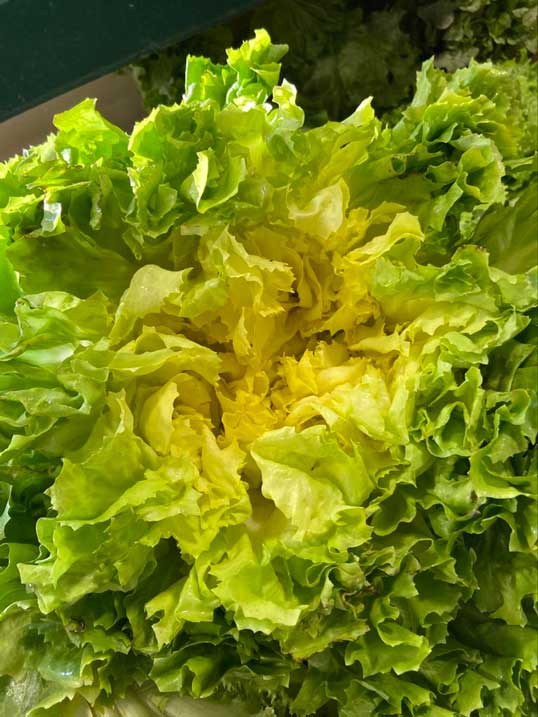 salade scarole face 1 1 Les Jardins d'Eden Salade Scarole