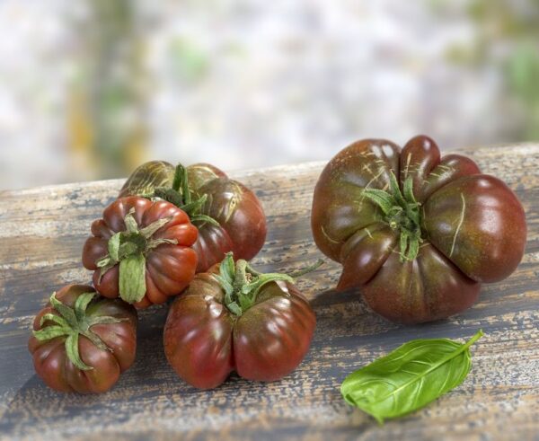 tomate Noire de crimee 1 Les Jardins d'Eden Tomates Noires